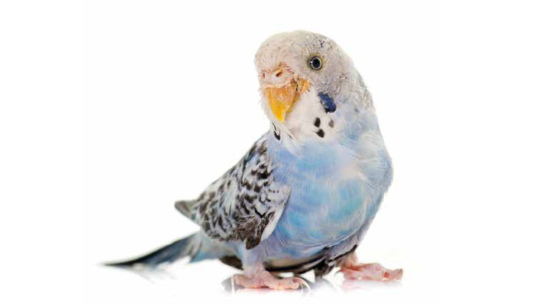 Aves pet - Intoxicação após uso abusivo de medicamentos e vitaminas