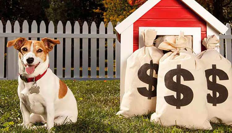 Mercado Pet dribla crise e deve fechar 2022 batendo novo recorde de faturamento