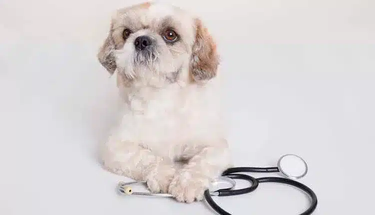 Dia do Médico-Veterinário - Uma homenagem especial