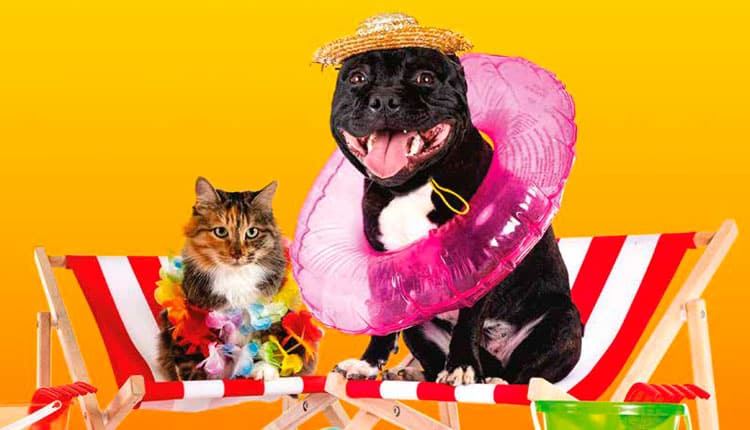 Como ajudar os clientes a aproveitarem as férias de verão com seus cães e gatos