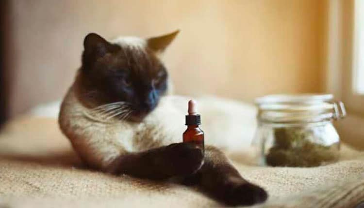 A homeopatia na melhora da qualidade de vida dos pets