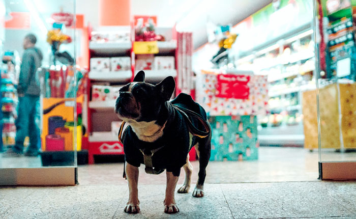 Crescimento e oportunidades do mercado pet no Brasil