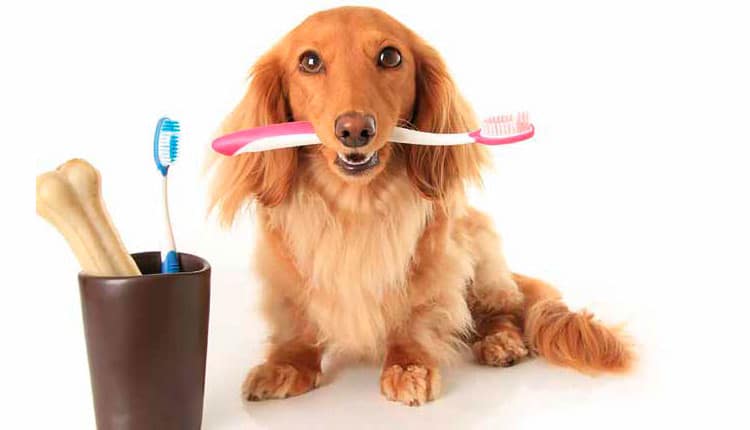 Os dentes dos pets