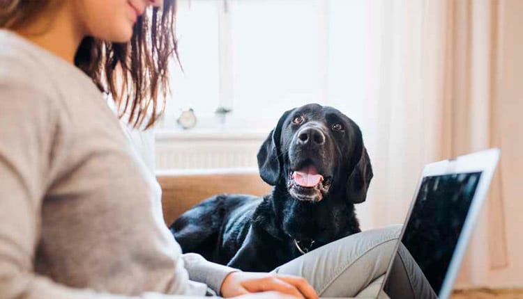 Vendas de produtos pet pela internet disparam em 2020