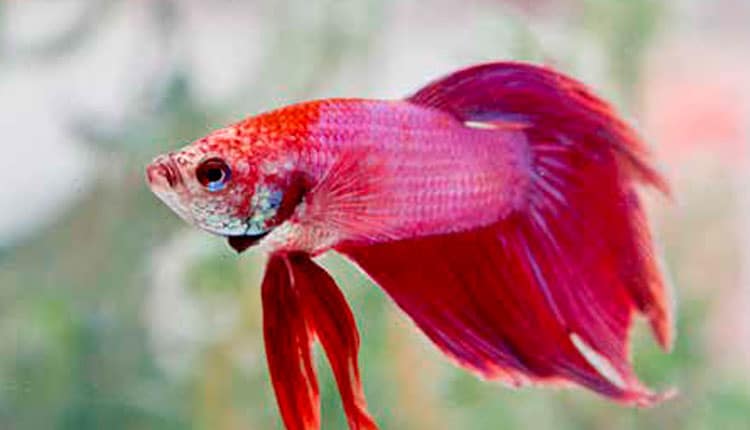 Nova especialidade: Peixes agora também são tratados por veterinários