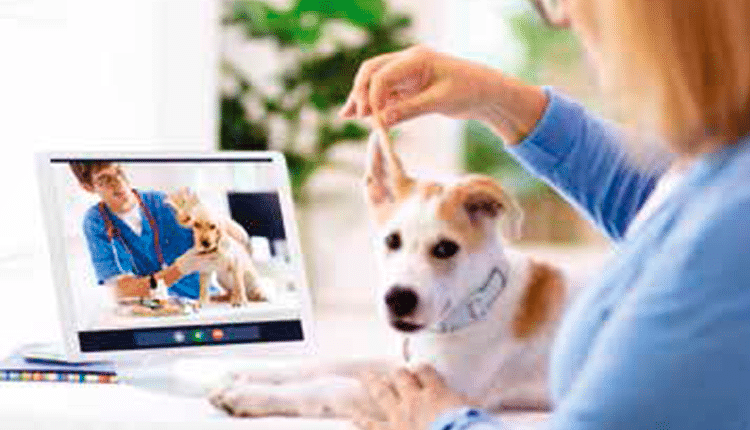 Telemedicina com veterinários especializados chega ao segmento