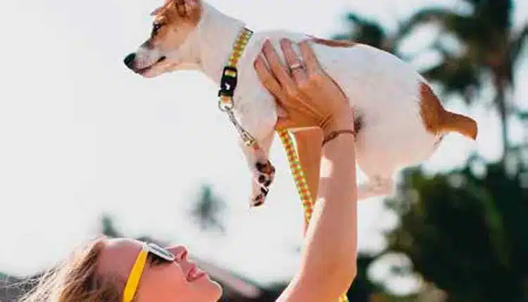 Pets seguros no fim de ano