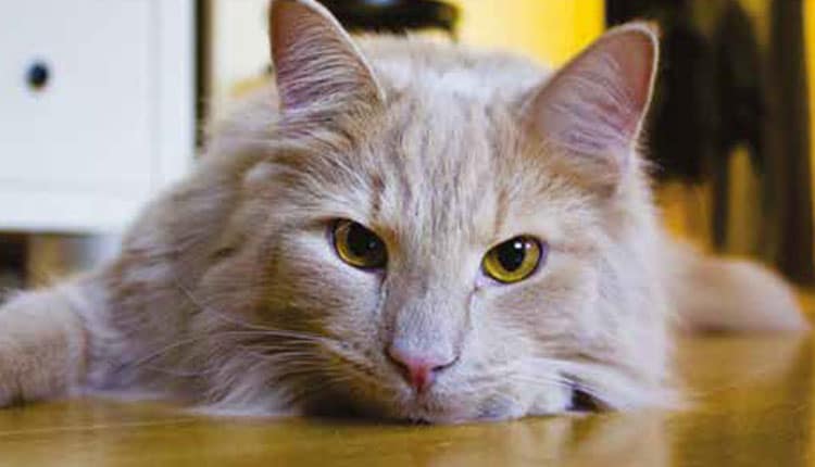 Gato quieto é sinal de alerta