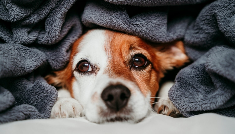 Clima frio e seco aumenta incidência de alterações respiratórias, oftalmológicas e dermatológicas em cães e gatos