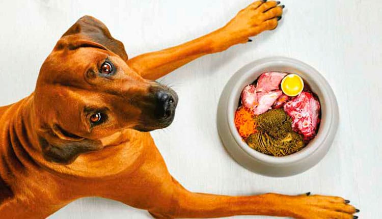 Alimentos naturais, orgânico se enlatados fazem bem para os pets, explica especialista