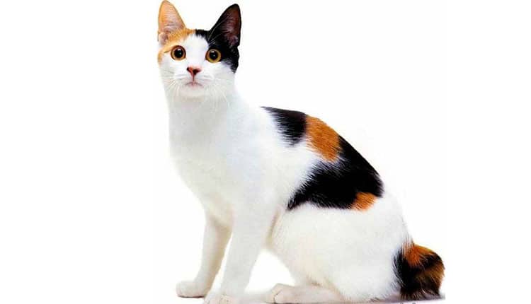 Bichano de milhões