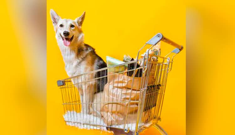 Mercado de Pet Care deve crescer 56% no Brasil até 2028