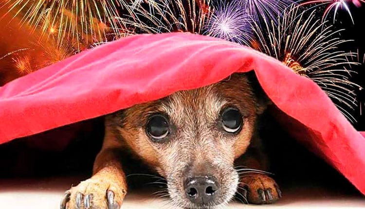 O sofrimento dos pets na Copa e no fim de ano