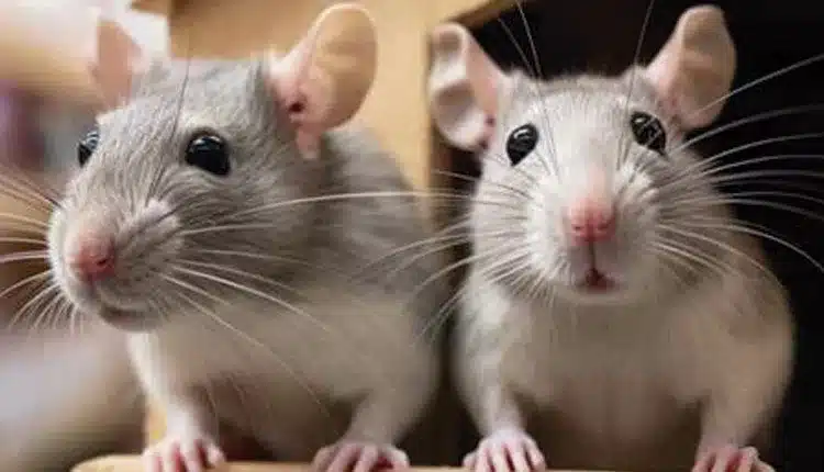Além do convencional - Um novo mercado se desenha longe dos cães e gatos - e já movimenta milhões