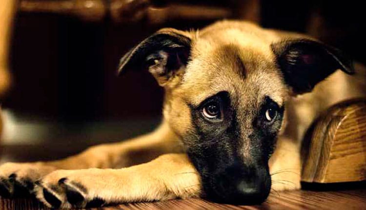 Cachorro faz birra, se vinga ou sente culpa?
