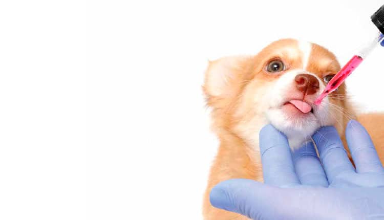 Os medicamentos veterinários manipulados e as suas vantagens
