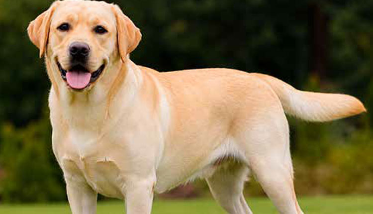 Labrador Retriever: O gigante carinhoso que conquistou o mundo
